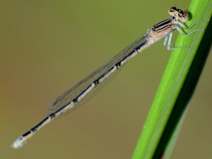 Double-striped Bluet - Enallagma basidens